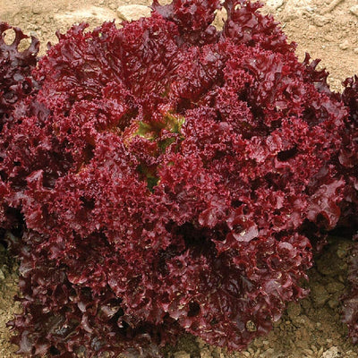 A cluster of red-edged, heavily frilled Oakleaf Lollo Rossa lettuce leaves.