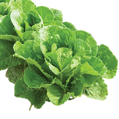 A fresh lettuce plant with large green leaves growing in soil.