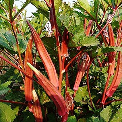 Red/orange okra pods on a plant with green leaves.