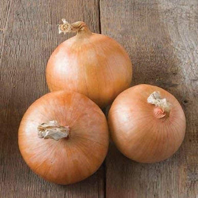 Three onion bulbs with a wooden background, showing a fresh, unprocessed state.