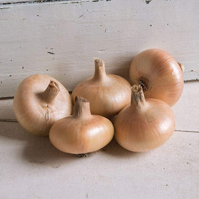 Three yellow onions with a flat, round shape, resting on a white surface with a wooden background. 