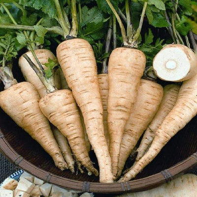 A group of fresh parsnips with visible roots and green tops, placed in a basket.