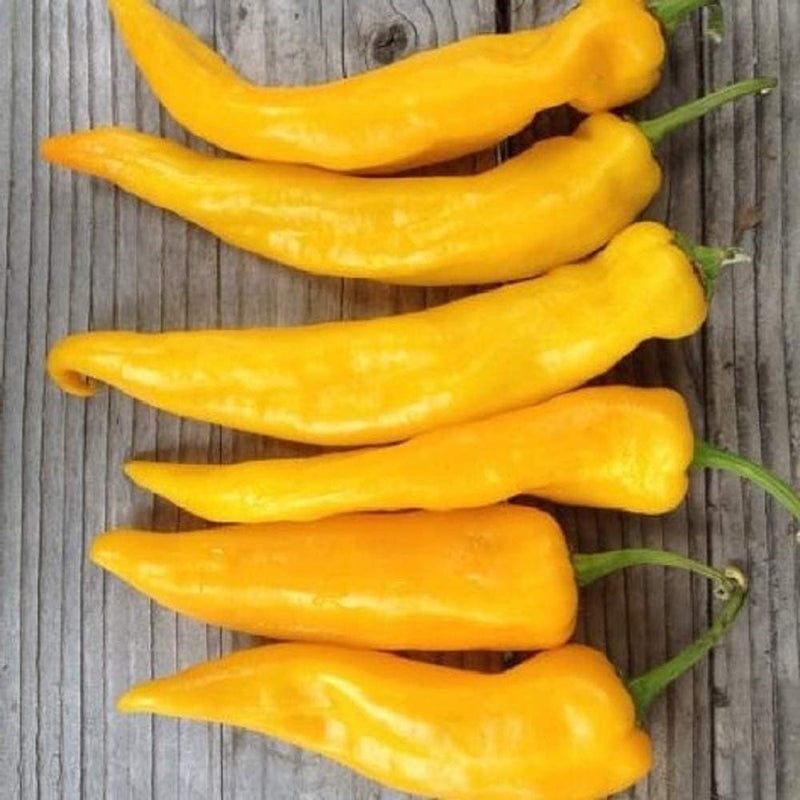 A classic Italian sweet pepper, Golden Marconi Peppers mature from light green to golden yellow and stay wonderfully sweet during all stages. Peppers are traditionally fried or eaten fresh, try stuffing with jack cheese and roasting for a wonderful summer treat