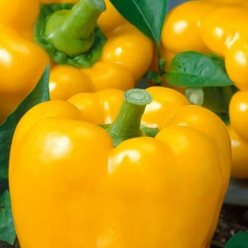A group of golden yellow Pepper Bell California Wonder plants with green leaves and thick-walled fruits visible.