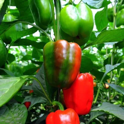 A photograph showing green and red California Wonder bell peppers growing on the vine.