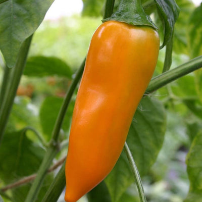 A mature Bulgarian Carrot chile pepper with a bright orange skin and a green stem.