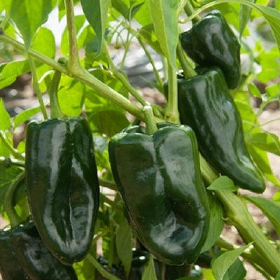 A group of dark green Ancho Poblano peppers growing on a plant.