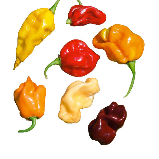 A variety of colorful hot peppers growing in the ground, including yellow, red, orange, and purple varieties.