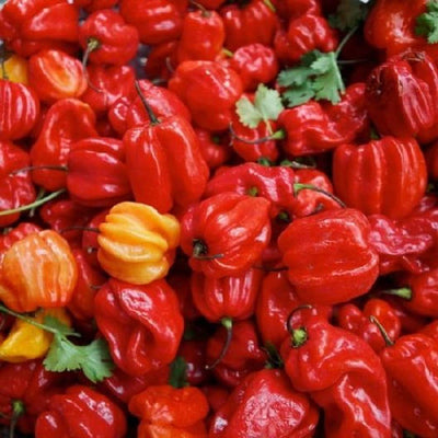 A close-up image of bright red, lantern-shaped Jamaican Hot Red peppers, also known as Habanero peppers, with a few green leaves visible.