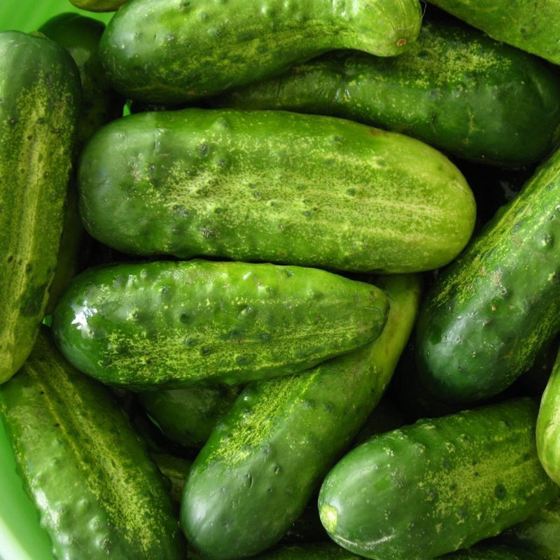 National Pickling Cucumbers are short, thick cukes with blunt ends are perfect for pickles and delicious in salads. Fruits have striped, medium green skin and a slightly tapered shape to fit in a pickle jar. A heavy producer with black spines. Developed by the National Pickle Packers Association; the cuke pickle growers asked for.