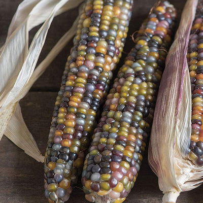 A photo showing a pair of ears of Popcorn Glass Gem with translucent kernels in a rainbow of colors, alongside a dry leaf.