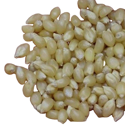 A close-up of fresh popcorn Japanese hulless seeds in a hand, with small beige kernels and a thin hull.