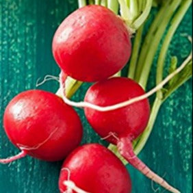 A bunch of fresh red radishes with green stems, displayed on a teal background.