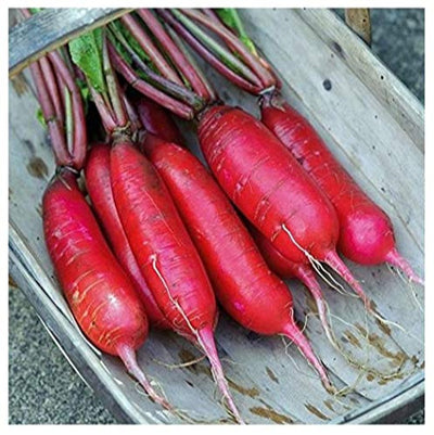 A group of fresh red radishes with green stems, laid out on a metal surface.