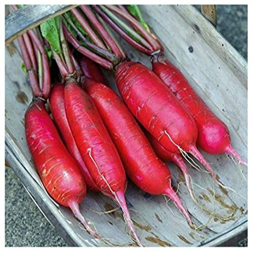 A group of fresh red radishes with green stems, laid out on a metal surface.