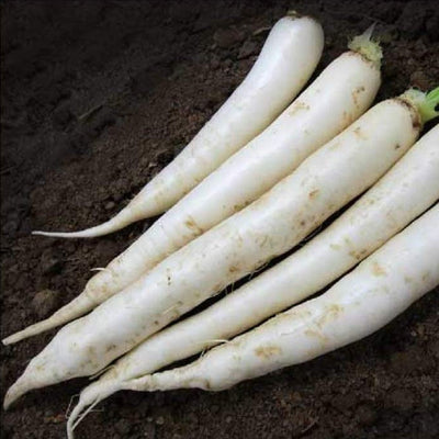 A group of long white daikon radishes on soil, representing the product that these seeds produce.