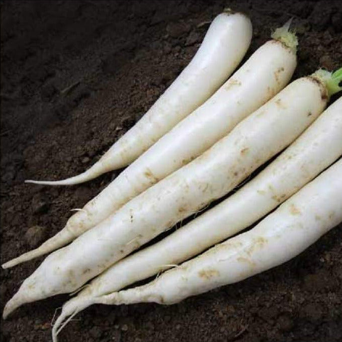 A group of long white daikon radishes on soil, representing the product that these seeds produce.
