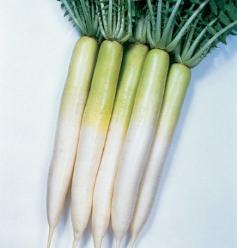 A group of Miyashige radish with white roots and green stems, harvested and displayed against a white background.