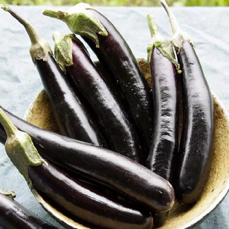 Slender, petite eggplants fantastic for grilling. Dark purple skin is thin and tender. Flesh has a silky texture with few seeds and mildly sweet flavor needing very little cooking time. Harvest when fruit is young and glossy. A great variety for large containers! Harvest in about 60 days. Germination rate about 80% or better.
