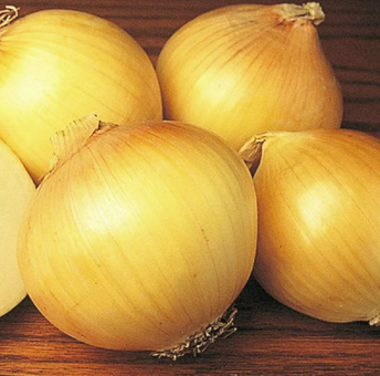 Onion Sweet Intermediate Day Spanish 200 Non-GMO, Heirloom Seeds