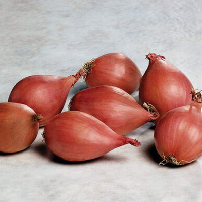 A group of elongated, reddish-copper shallot bulbs arranged on a light surface.