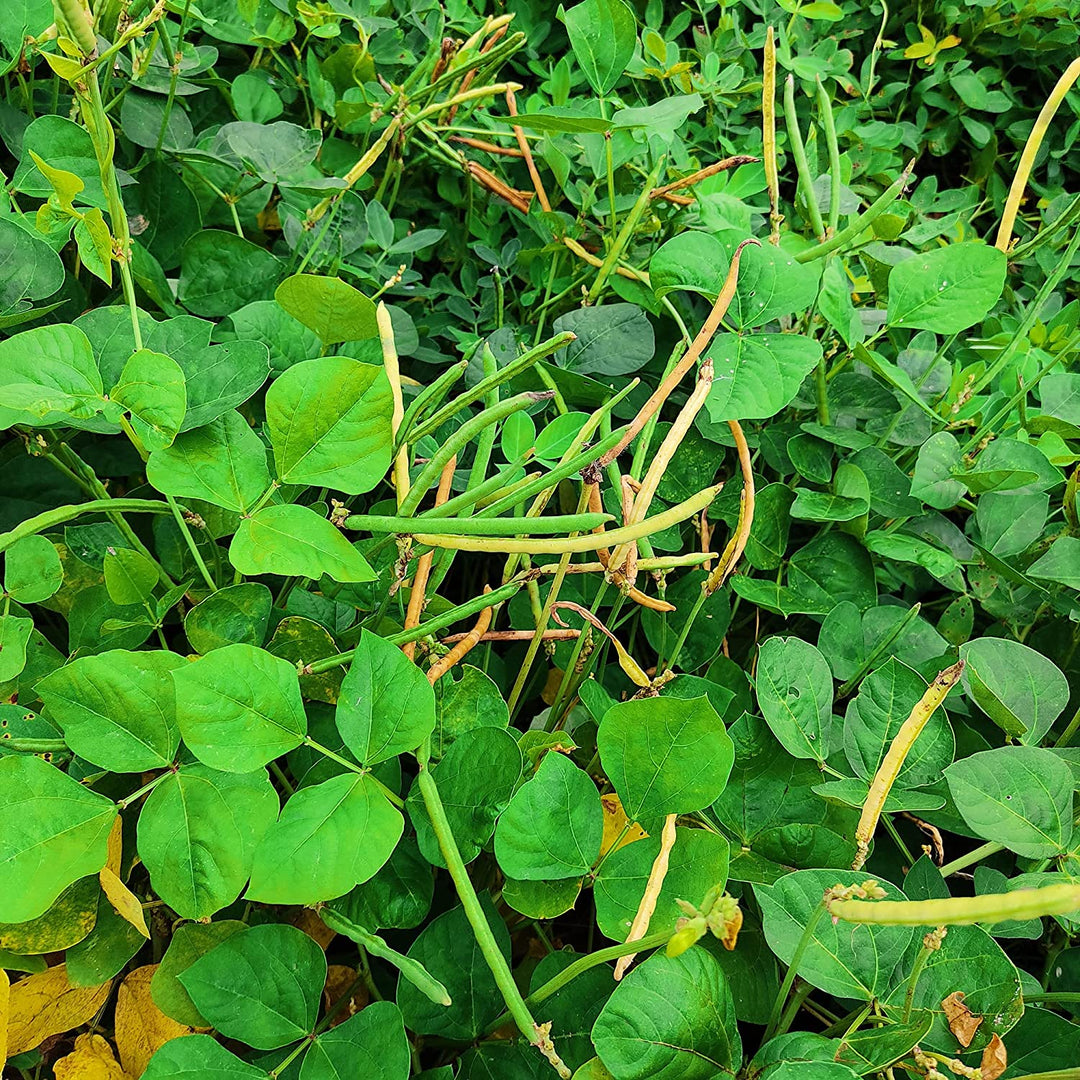 black eyed peas plant Southern Pea Bush California Blackeye 100 Non-GMO, Heirloom Seeds – David's  Garden Seeds®