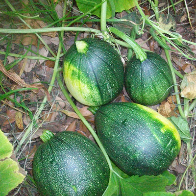 Green squash plants with unripe fruits visible, growing in the garden.