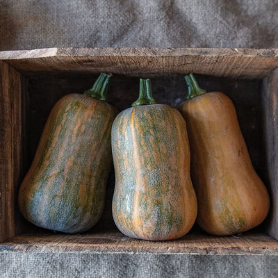 Three butternut squashes with green stems and a wood-like box background.