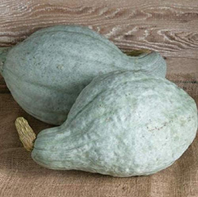 Two blue hubbard squashes placed on a textured surface.