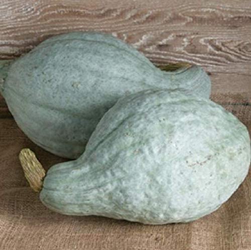 Two blue hubbard squashes placed on a textured surface.