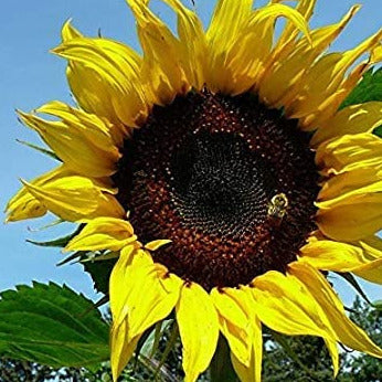 A close-up image of a sunflower with a bee on it, indicating the plant's bloom and the presence of wildlife attractants.