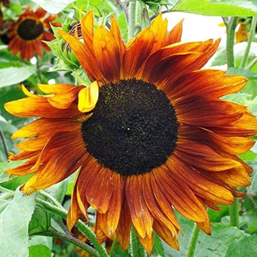 A vibrant image of a Sunflower Crimson Queen with a bold red/orange bloom and a dark center, surrounded by green leaves.