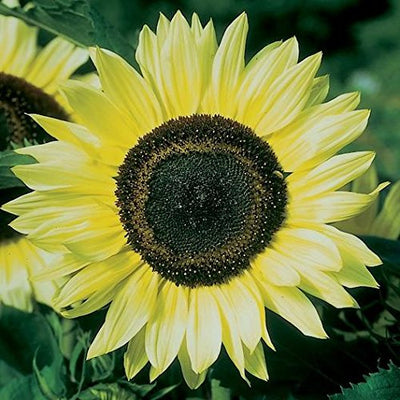 A close-up image of a sunflower with a predominantly yellow color and a dark center.
