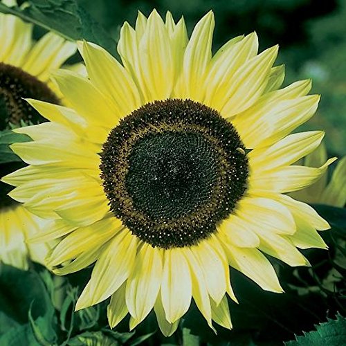 A close-up image of a sunflower with a predominantly yellow color and a dark center.