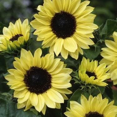  Moonshine is a dwarf branching sunflower.  Offering a gentle glow in your garden, like a full summer moon, these large, pale yellow blooms are offset by a wide, black center. A bit of a modern update to a classic look, Moonshine Sunflowers are perfect in the garden and stunning in a vase!  Blooms in about 60 days. Germination rate about 80% or better. 