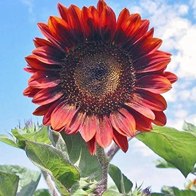 A vibrant image of a large red sunflower with a yellow center, surrounded by green leaves.