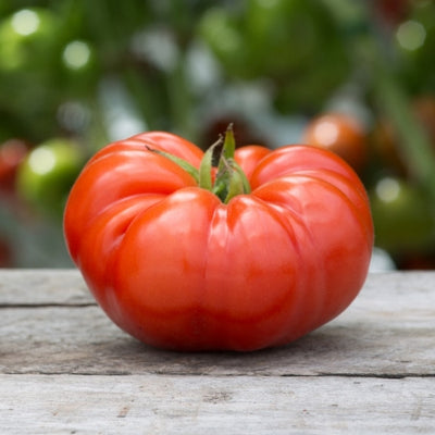 A single large, red Beefsteak tomato with a glossy texture placed on a wooden surface with a blurred green background.