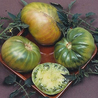 A picture showing several green, unripe Beefsteak tomatoes with a hint of yellow and pink blush on one end, surrounded by their leaves.