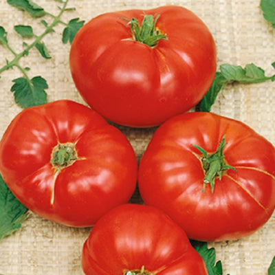 Indeterminate. Plant yields bunches round Tomato Beefsteak Indeterminate Box Car Willie has red juicy fruit, ranging from 12 to 18 ounces in size. This variety is known for being crack-free and disease resistant. This tomato would make for the perfect sandwich ingredient or salad topping with a delectable sweet-tart flavor and an intriguing red glow. Harvest in 80 days. Germination rate is 80% or better. 