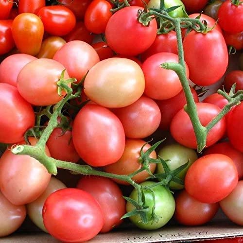 A cluster of compact, determinate grape tomatoes with a pink hue, exhibiting a slightly sweet flavor.