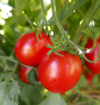 Cluster of red plum tomatoes on the vine with green leaves.