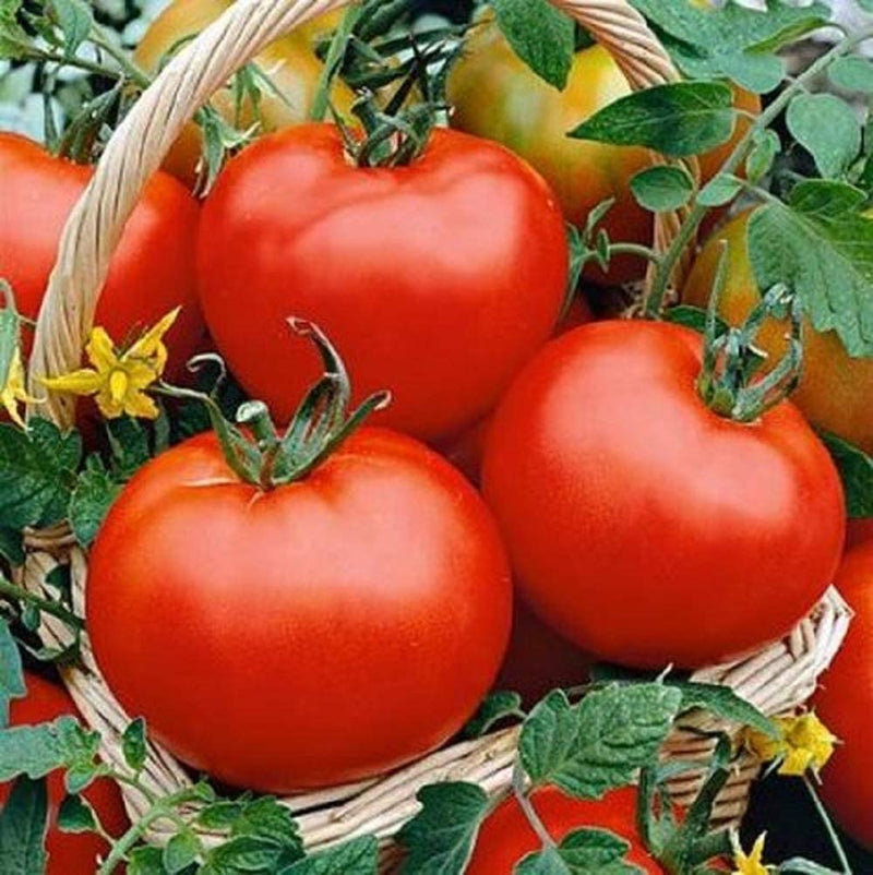 A basket filled with red, ripe tomatoes with green stems.