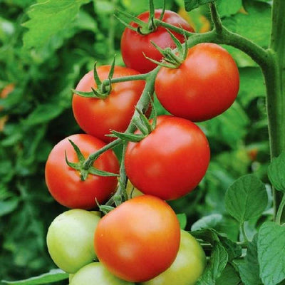 A cluster of red Moneymaker tomatoes on the vine with green leaves.