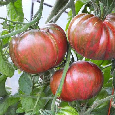 Cluster of dark pink tomatoes with green striping growing on the vine.