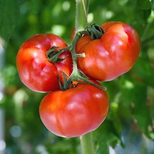 Image of three ripe red tomatoes hanging from a plant, with green leaves in the background.