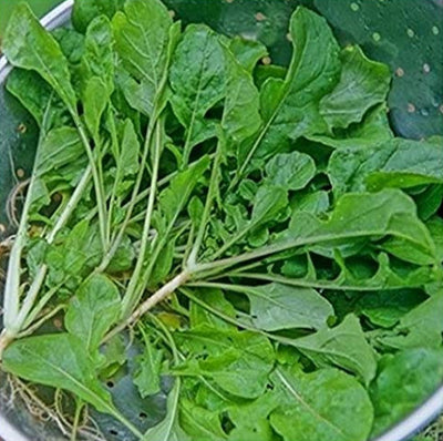 A bunch of green Seven Top Turnip leaves in a colander.