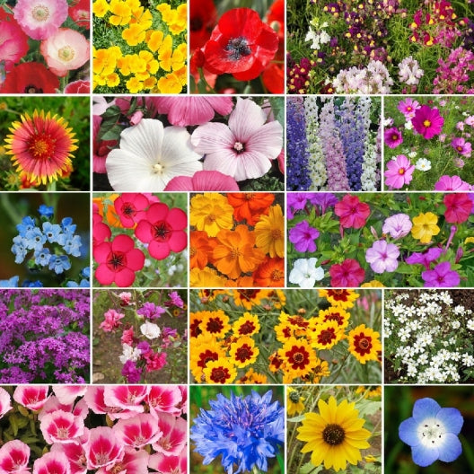 A collage of various colorful wildflowers representing a seed mix. The flowers display a range of colors and sizes, illustrating the diversity in appearance within the mix.