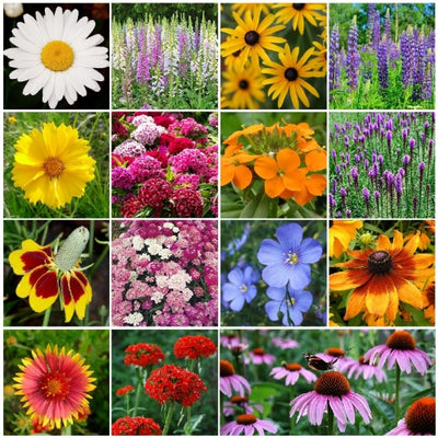 A collage of various perennial wildflowers included in the seed mix, showing a range of colors and types such as daisies and other floral blooms.