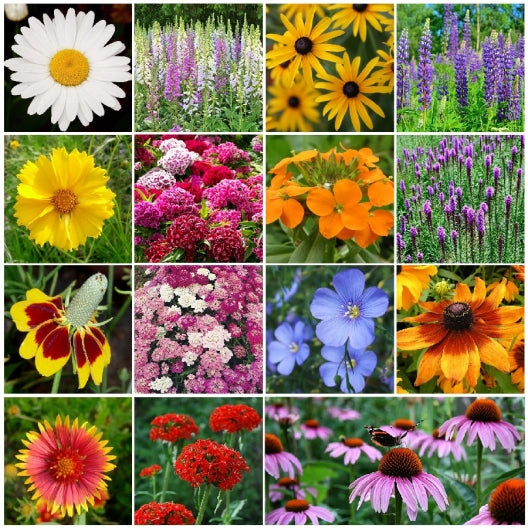 A collage of various perennial wildflowers included in the seed mix, showing a range of colors and types such as daisies and other floral blooms.