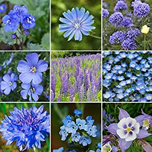 A collage of various blue flowers and wildflowers, showcasing a range of blue hues and flower types included in the Wildflower Blue Mix seeds.
